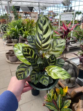 Calathea Peacock (Makoyanna)