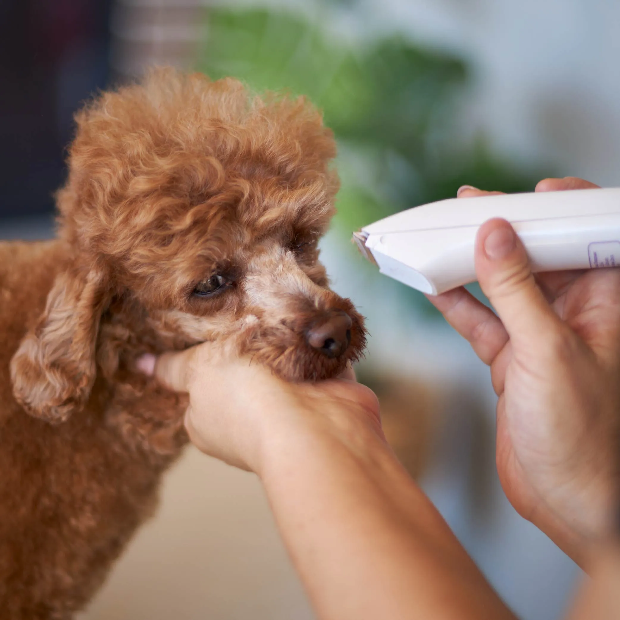 Micro Cordless Face & Feet Dog Trimmer