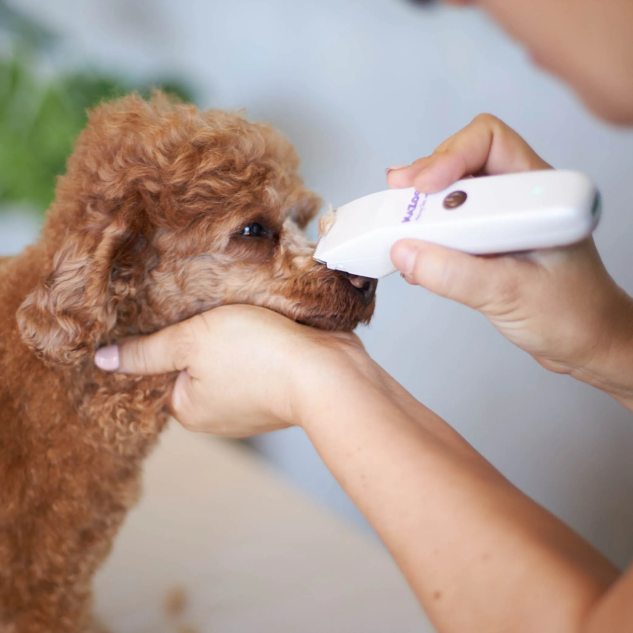 Micro Cordless Face & Feet Dog Trimmer