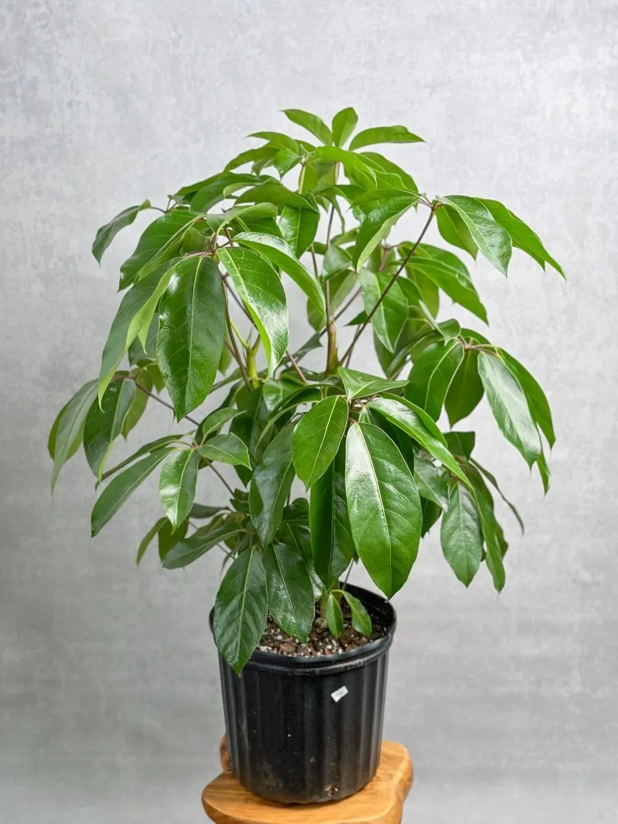 Schefflera amate - Amate Umbrella Tree