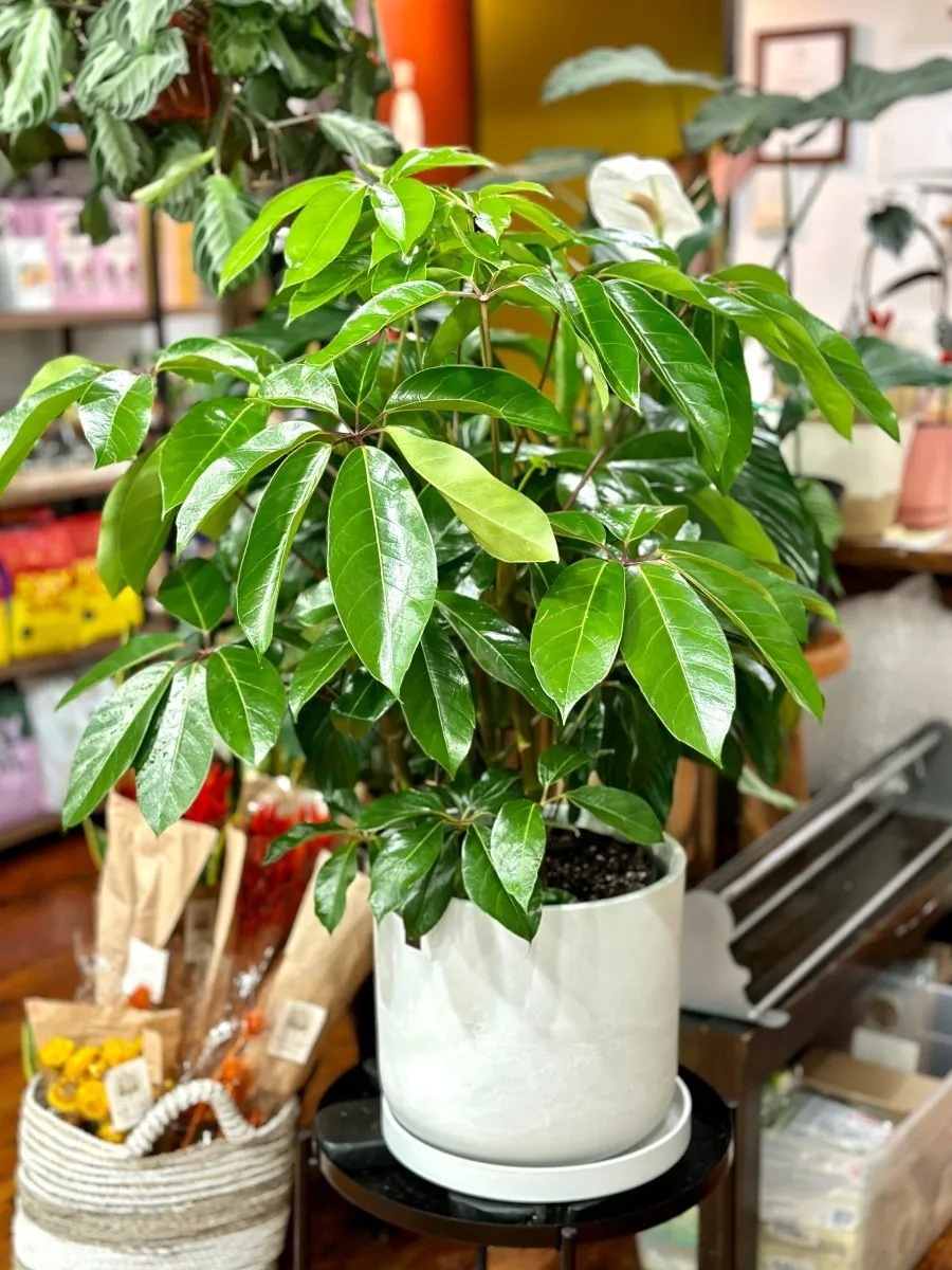 Schefflera amate - Amate Umbrella Tree