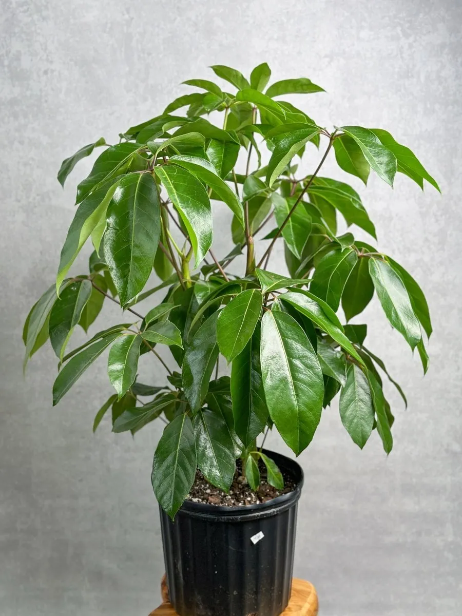 Schefflera amate - Amate Umbrella Tree