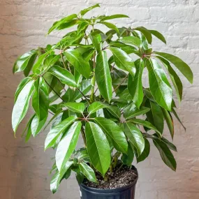 Schefflera amate - Amate Umbrella Tree