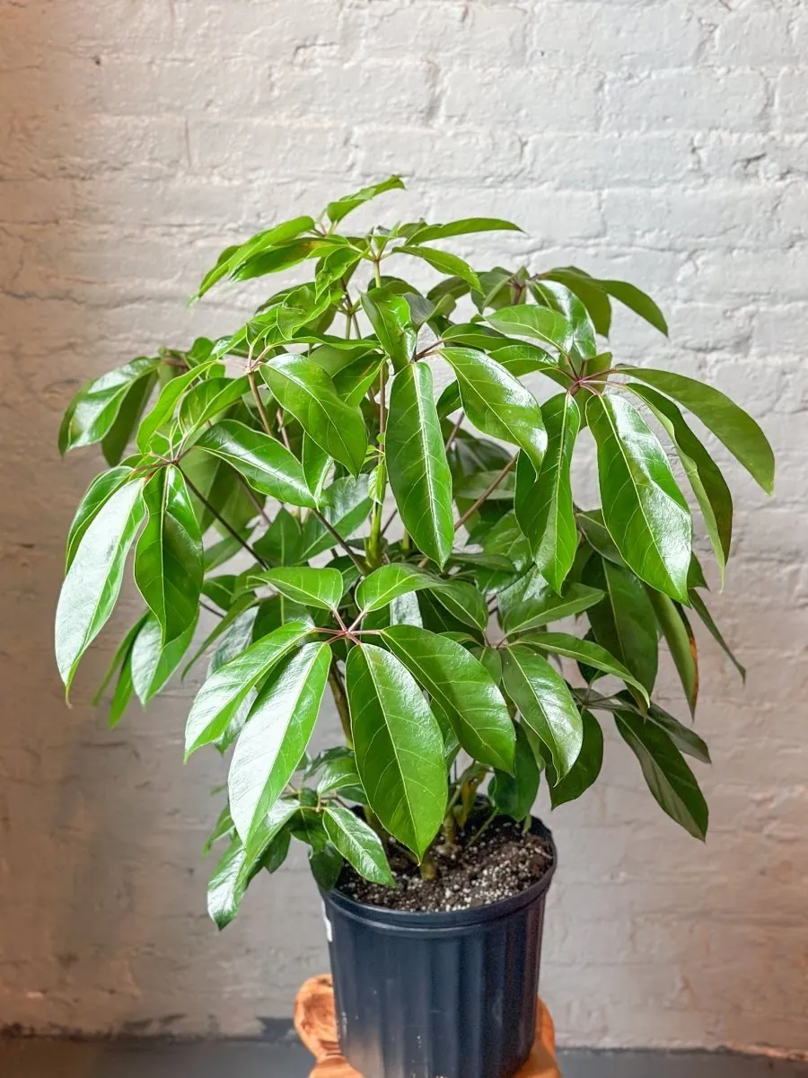 Schefflera amate - Amate Umbrella Tree