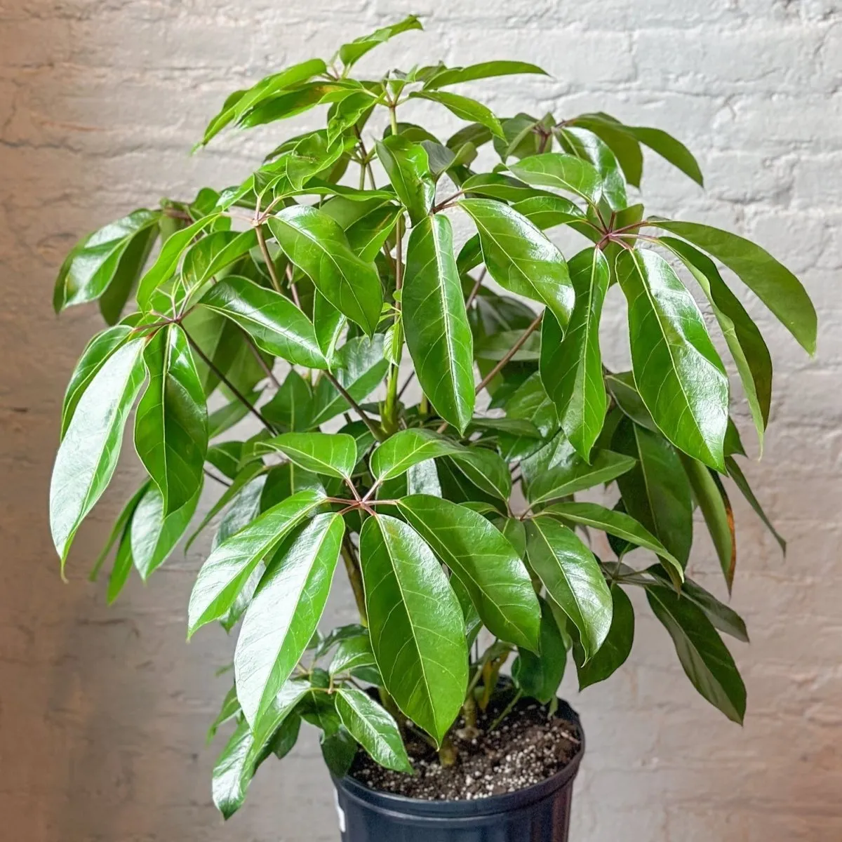 Schefflera amate - Amate Umbrella Tree